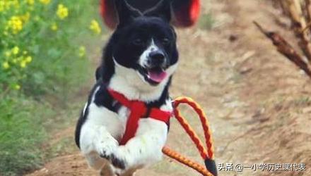 比熊狗狗训练教程大全_比熊犬训练方法视频
