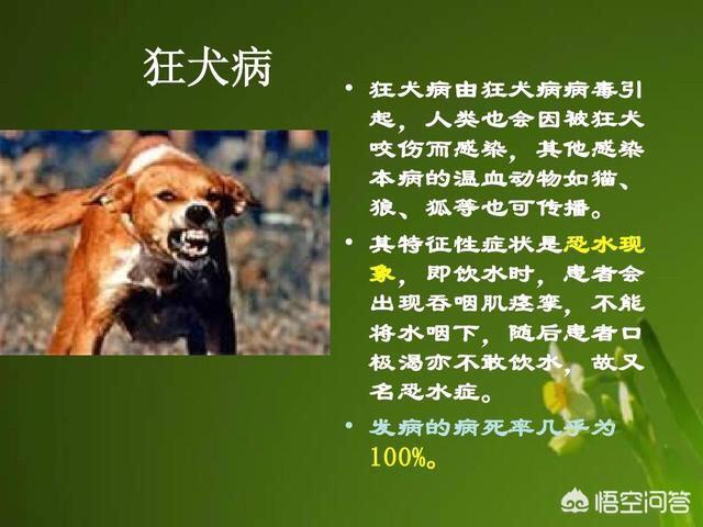 宠物狗有狂犬病吗_宠物狗有狂犬病的几率有多大
