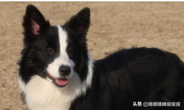 怎么样知道狗狗认主人_狗狗怎么认出主人