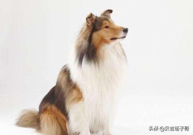 最温顺的牧羊犬（哪种牧羊犬最聪明）